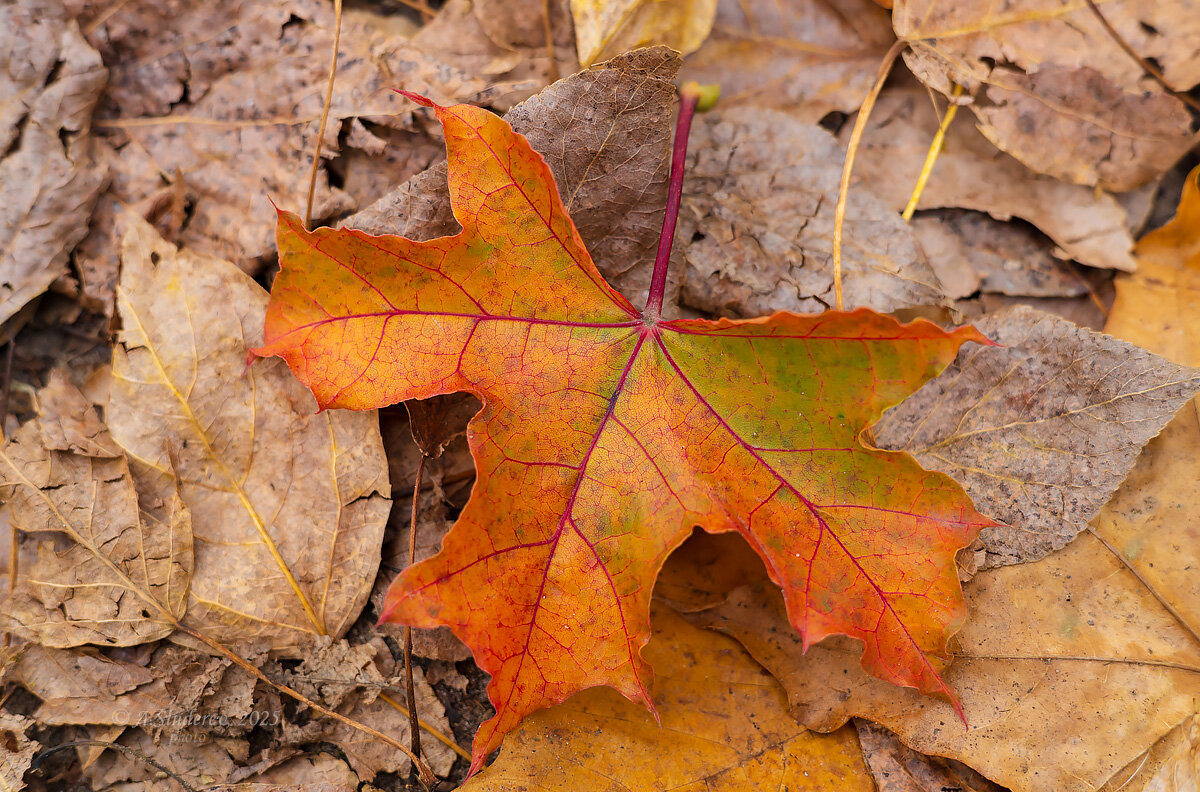 Красивый кленовый лист - Александр Синдерёв