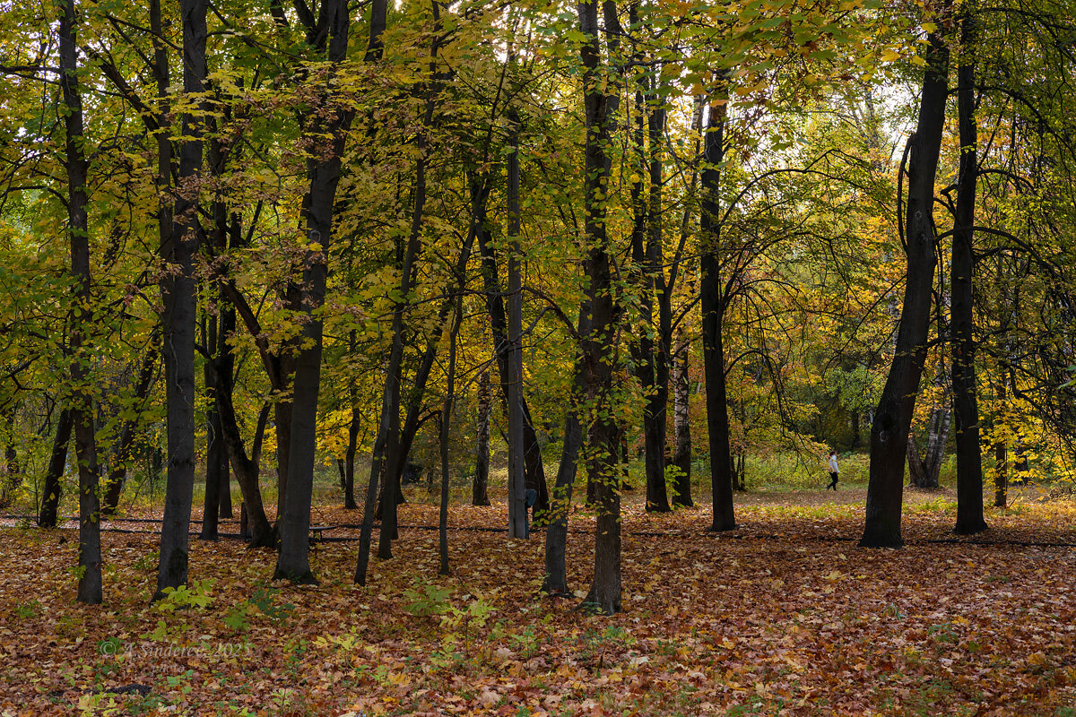 Прогулка в парке - Александр Синдерёв