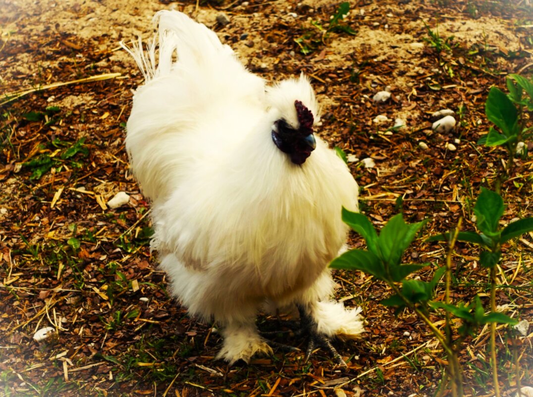 Дружелюбный Китайский шёлковый петушок(Силки) - Aida10 