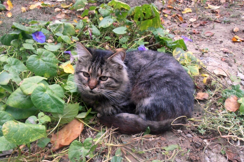 Старое фото... - Наталья 