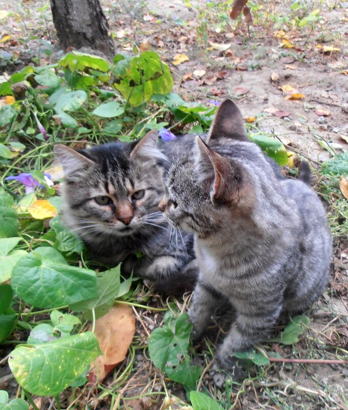 Марыся, ты наверно хотела, чтобы я с тобой поиграл?.. - Наталья 