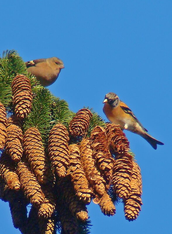 вьюрок и зяблик - gawrilа - dan