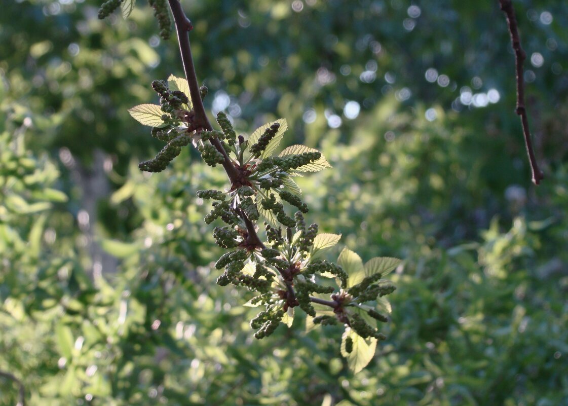 "Будет апрель!" Ю.Левитанский - Syntaxist (Светлана)
