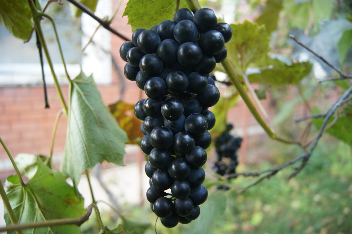 Изабелла - Глеб 