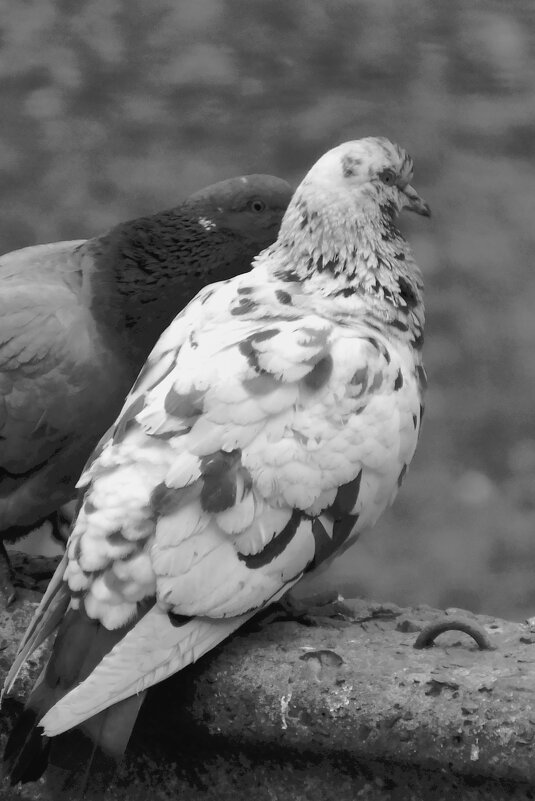 *** - Сергей Сергеев