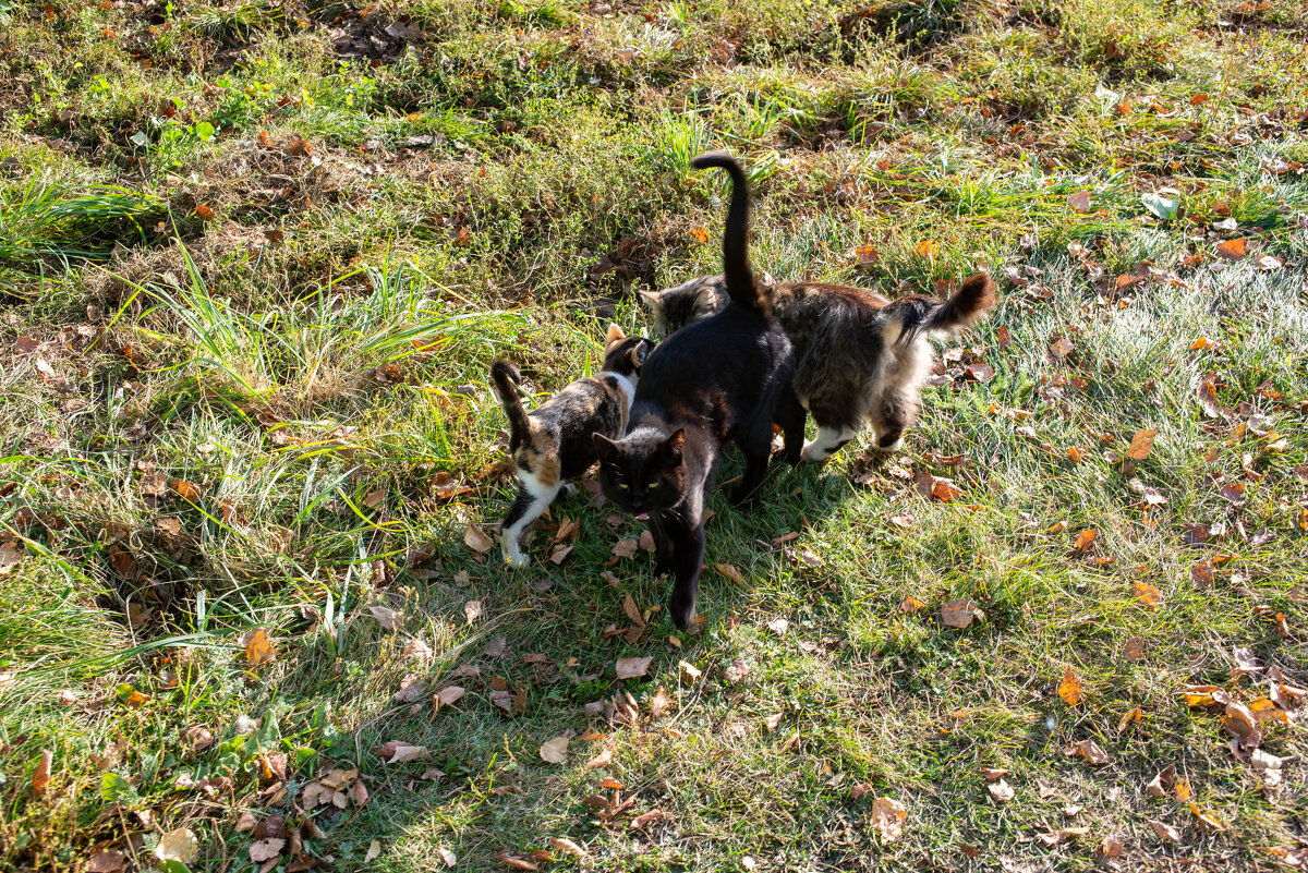 Три хвоста - Владимир Иванович