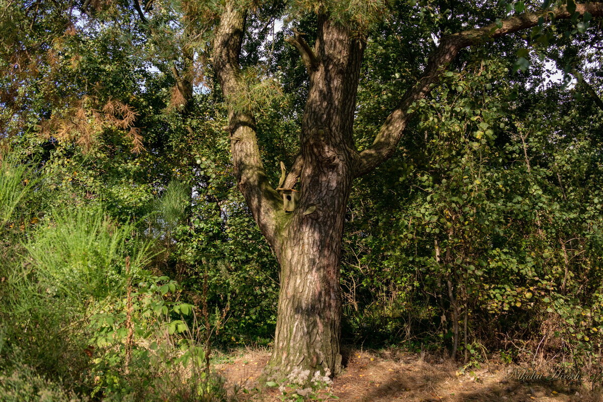 На сосне сидел скворечник... - Николай Гирш
