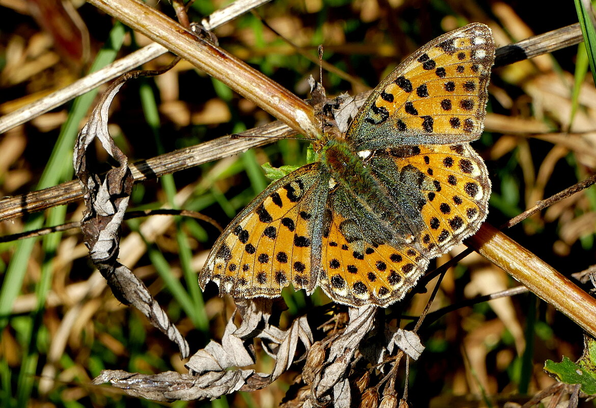 опять про бабочек 43 - Александр Прокудин