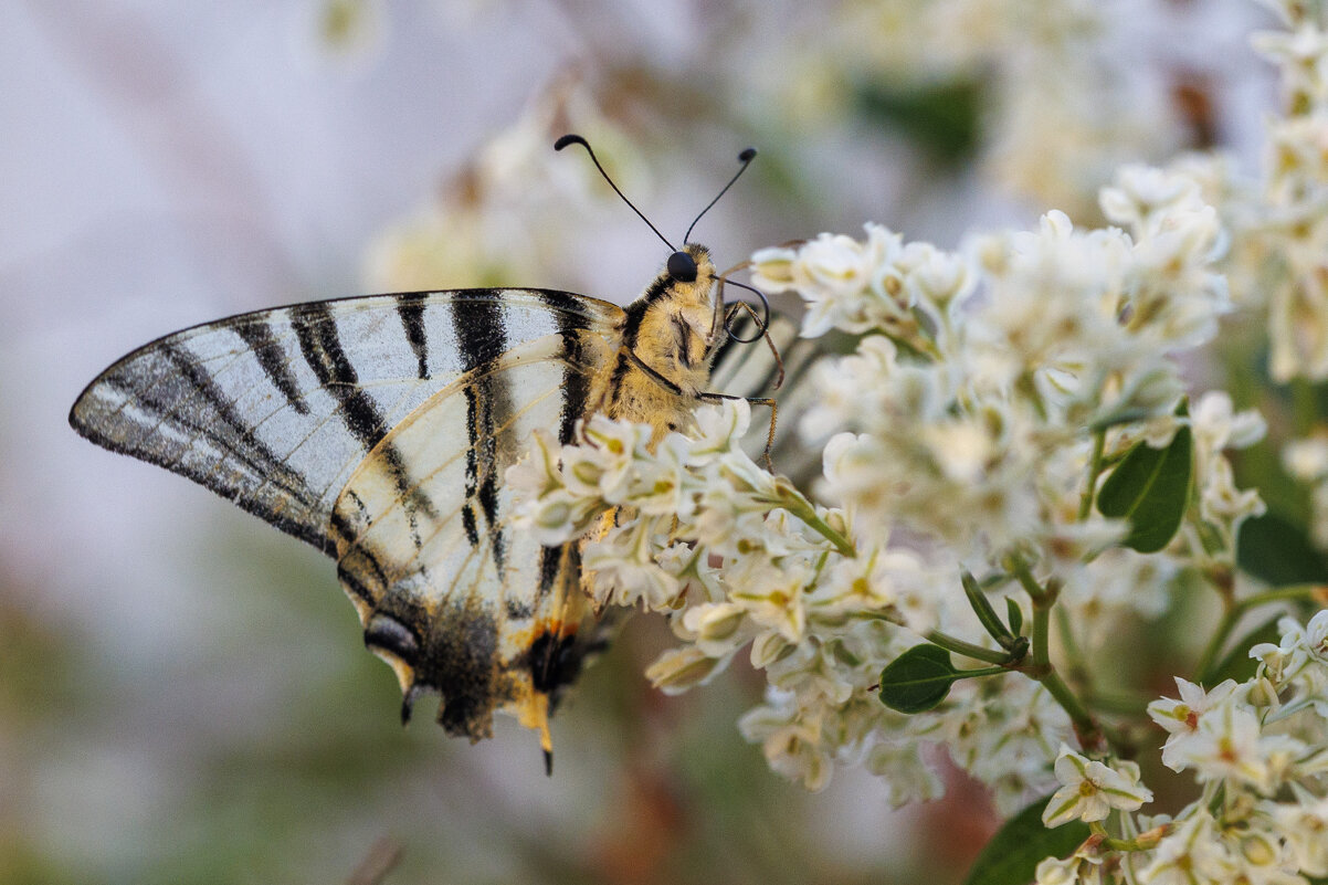 Бабье лето - Светлана Тихонина