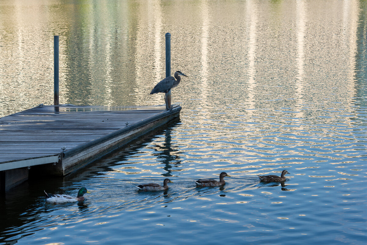 Утро - **** vedin