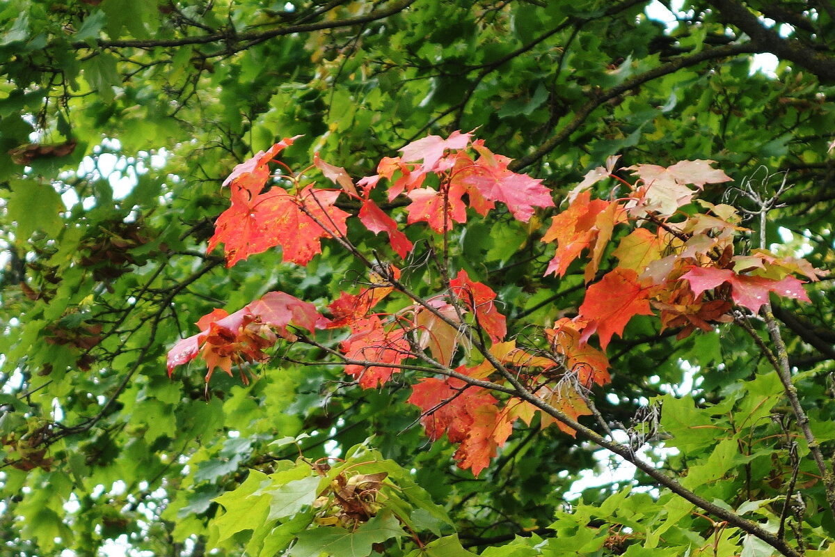 Сентябрьский этюд - Рита Симонова