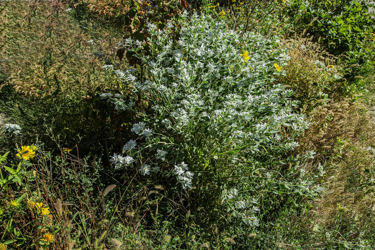 На клумье - Анатолий Чикчирный