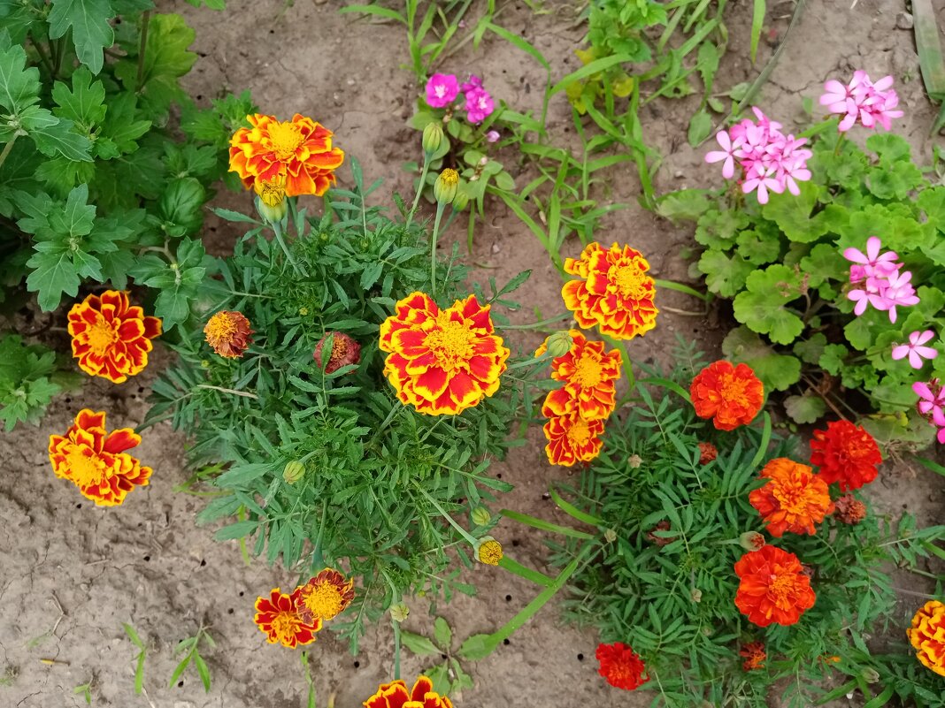 Цветы. - Владимир Драгунский