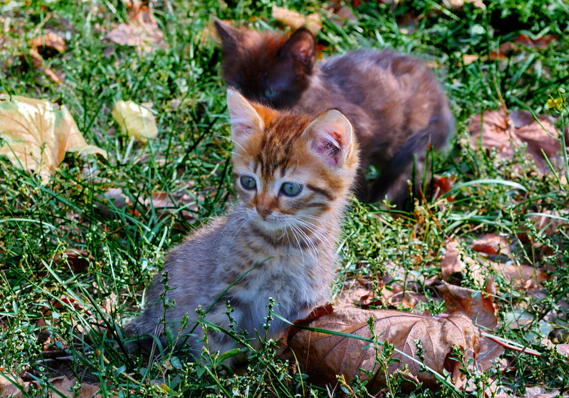 Котята - Александр Лычагин