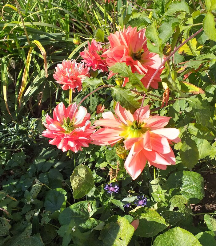 георгинки... - Галина Флора