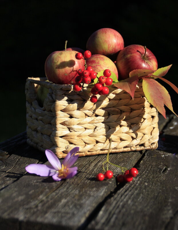 Осенние  яблочки .. - Татьян@ Ивановна