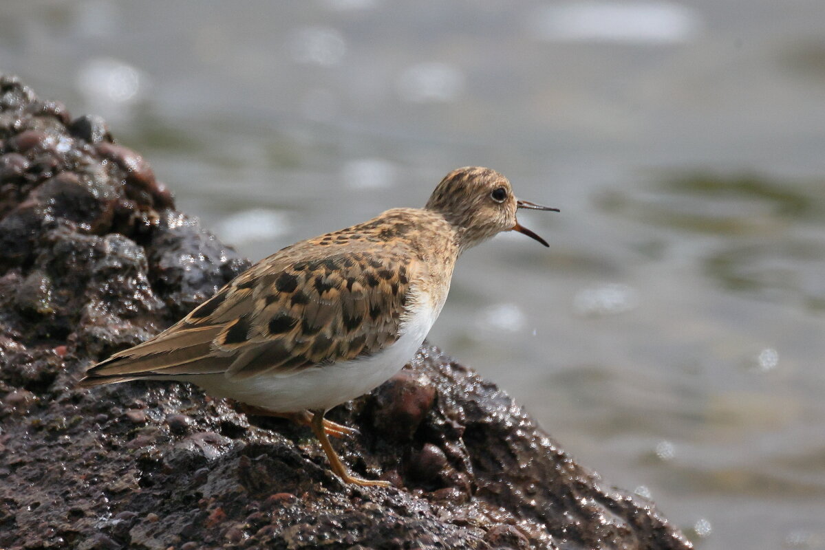 ***** - Владилен Панченко