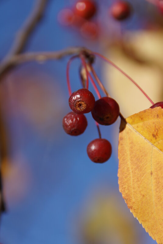 Птичья радость - Наталия Григорьева