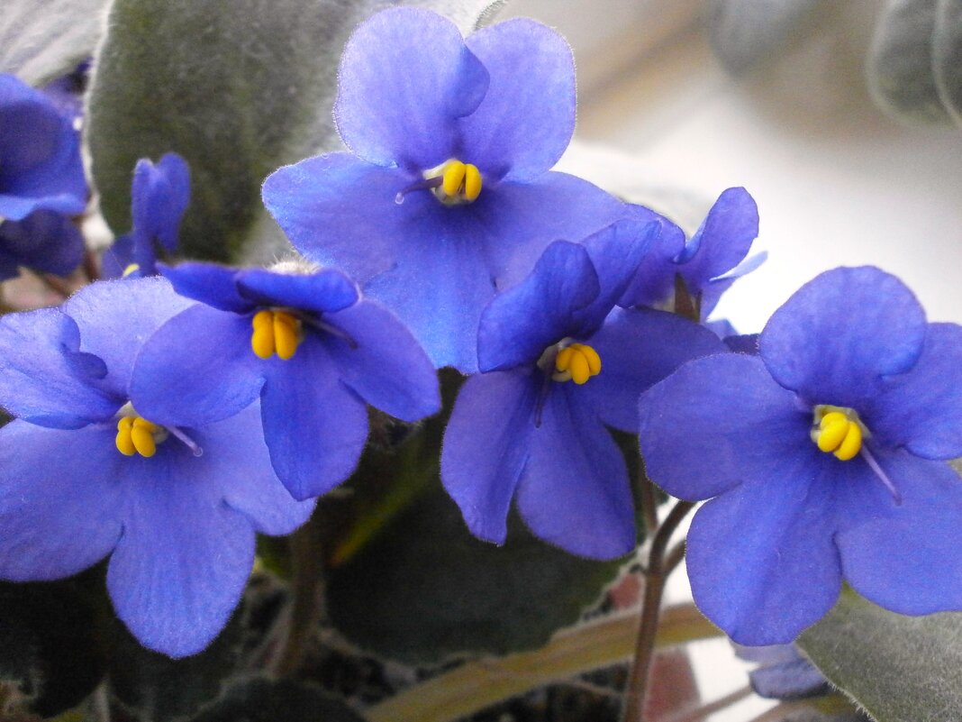 Фиалки - Алёна Савина