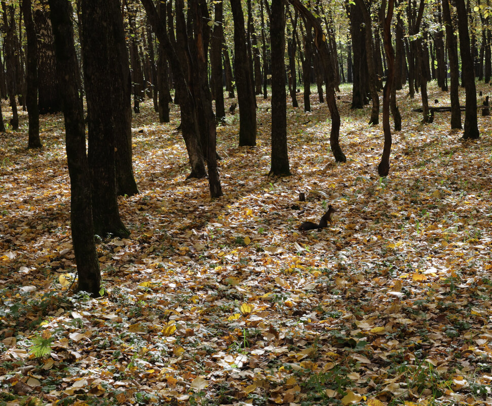 Белк в осеннем парке - Ильич -
