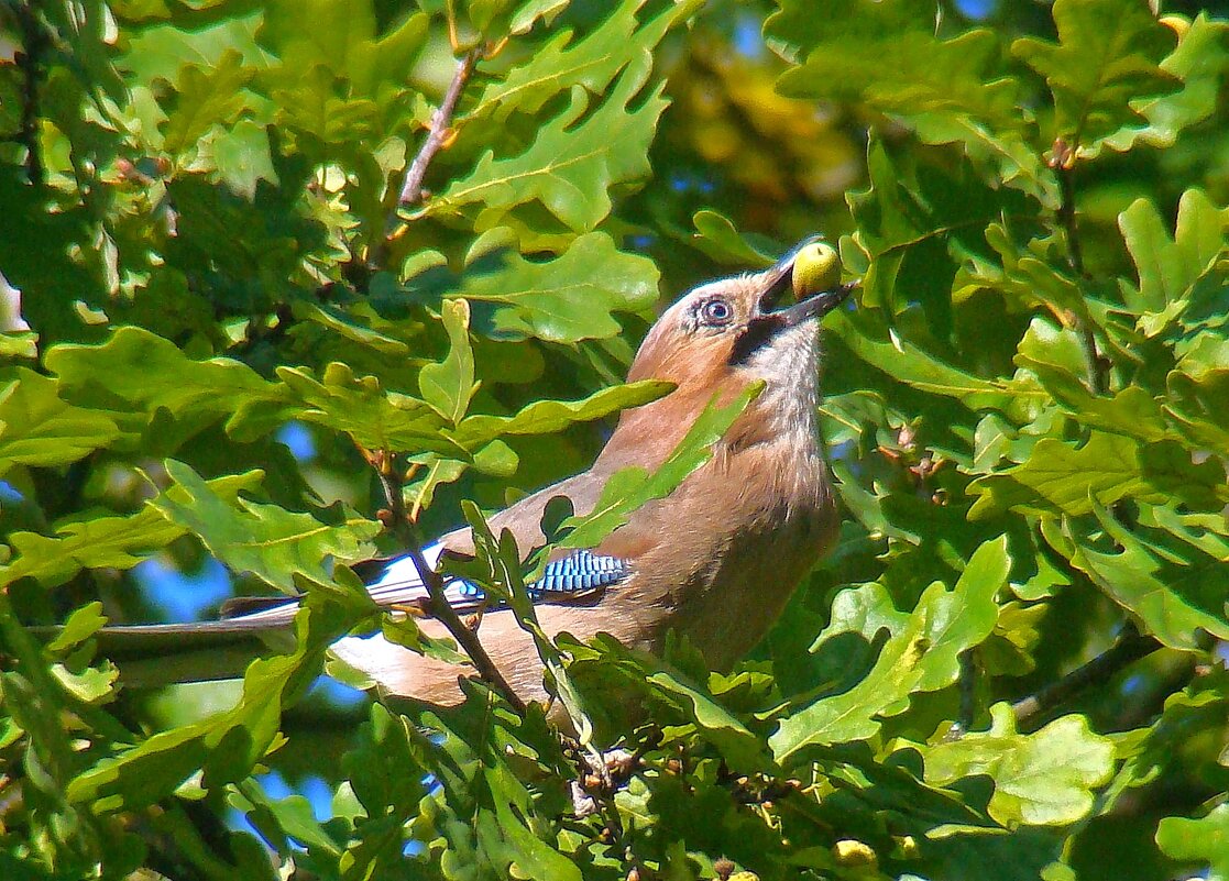 сойка с желудем - gawrilа - dan