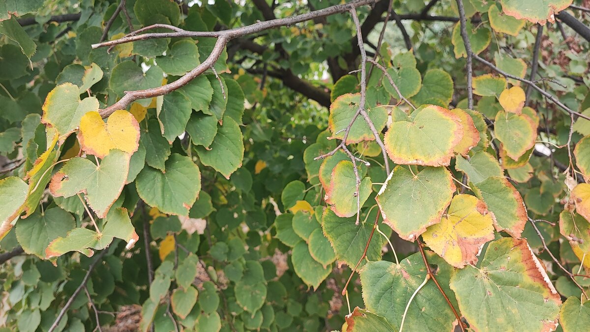 ,,, - Сергей Тимоновский