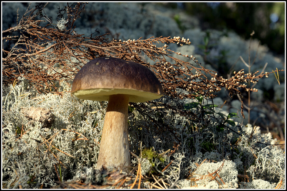 *** - Aleksandr Gal *** - Aleksandr Gal