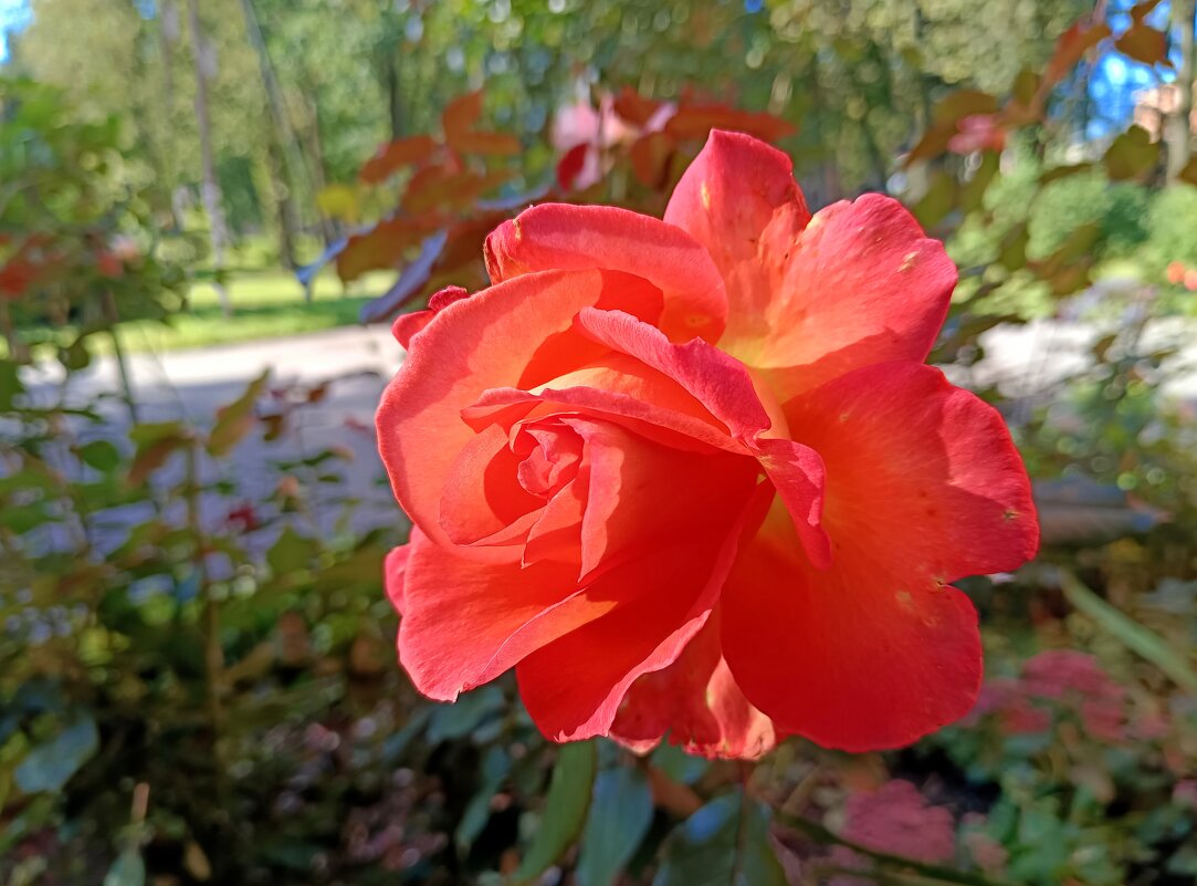 Роза конца сентября - Мария Васильева