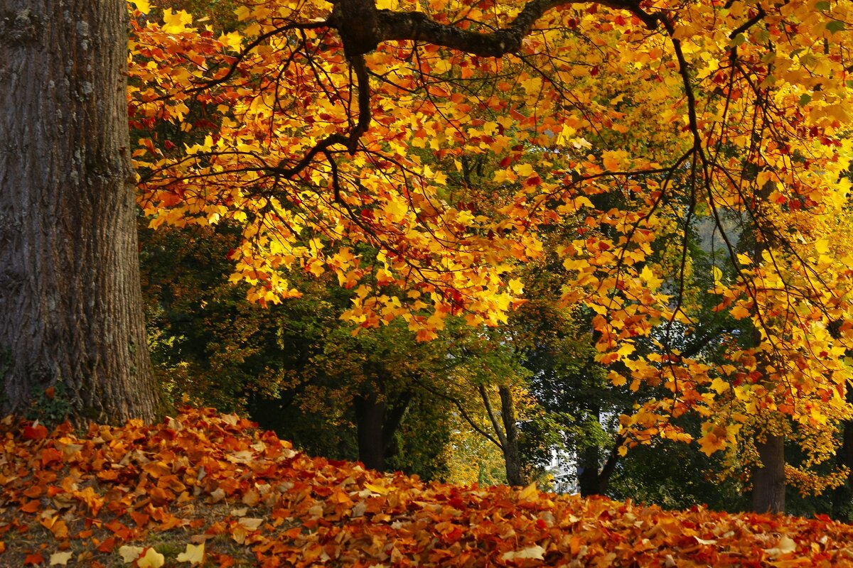 Золото осени - Юрий. Шмаков