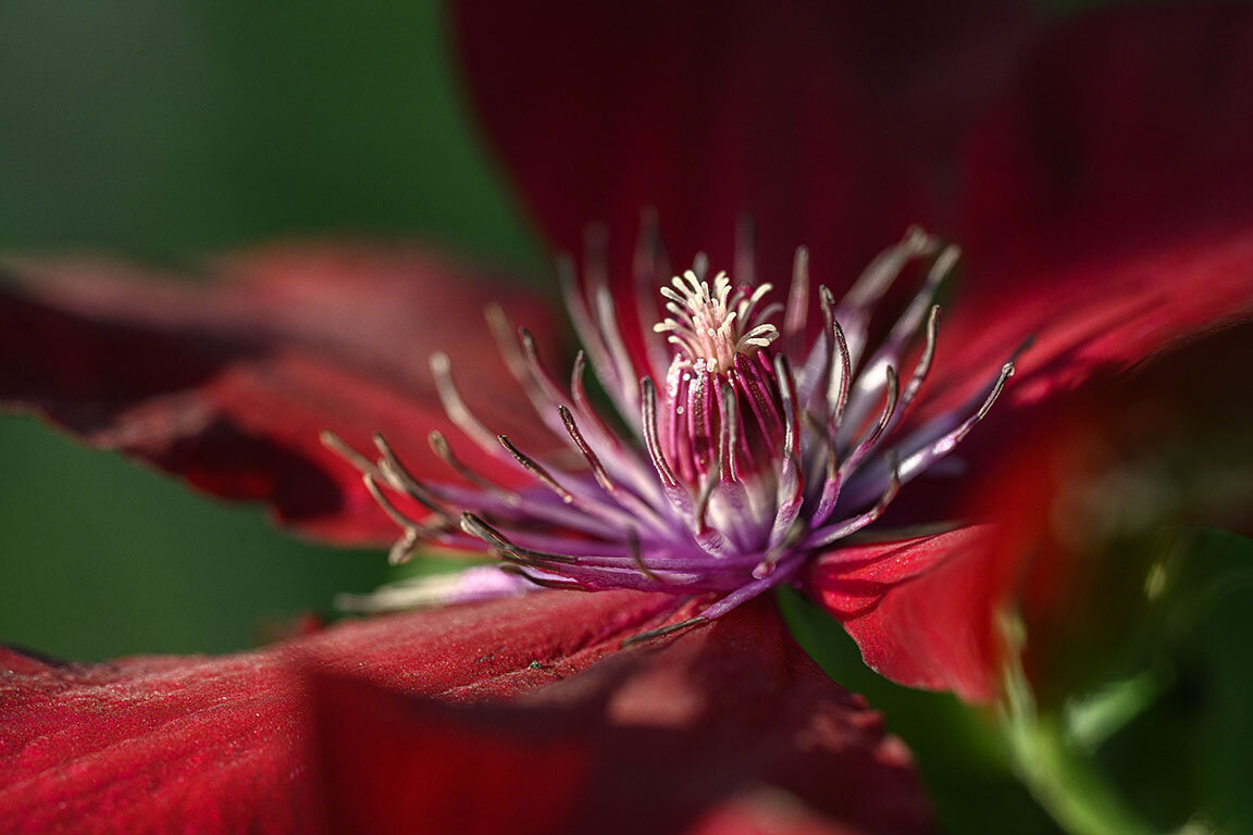 Клематис - Сергей 