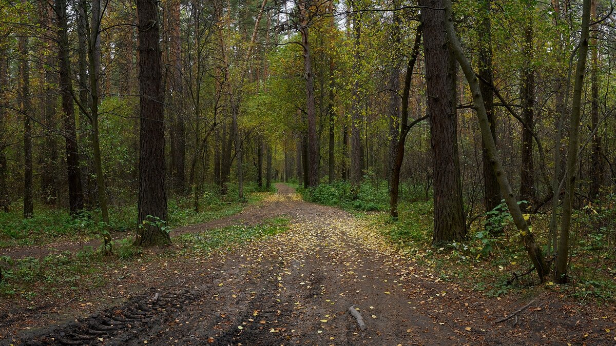 *** - Владимир 