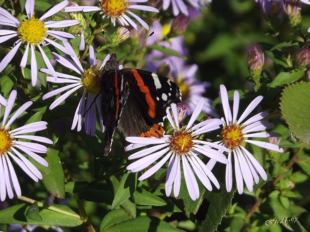 Осенние хлопоты - Freddy 97