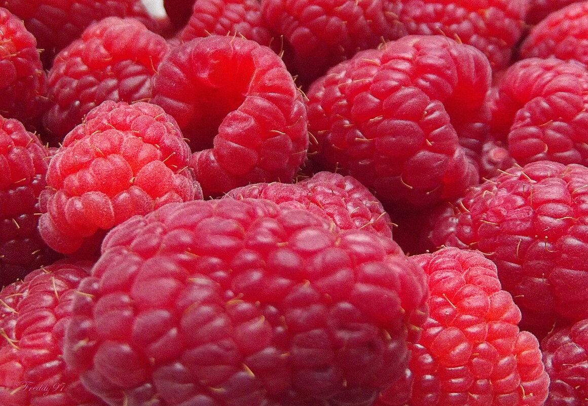 Осенняя малина - Freddy 97