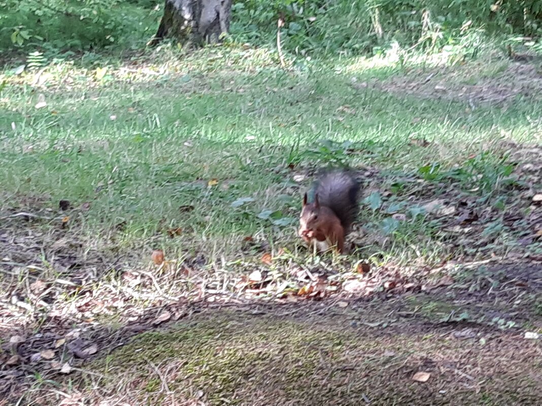 Павловск, Павловский парк - Галина Минчук Павловск, Павловский парк - Галина Минчук