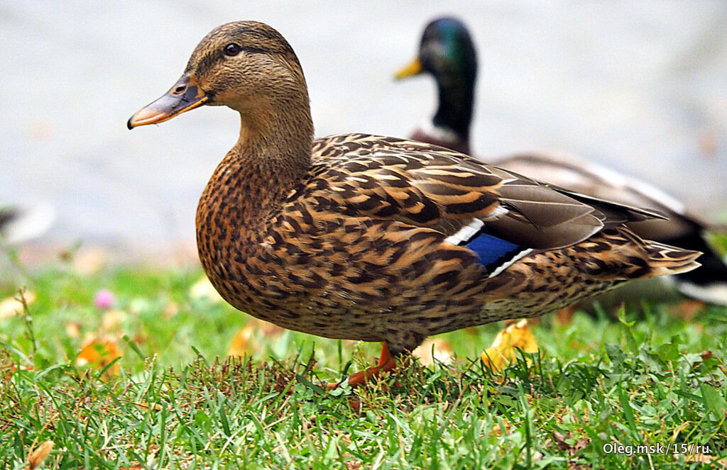 пернатые в городе - Олег Лукьянов пернатые в городе - Олег Лукьянов