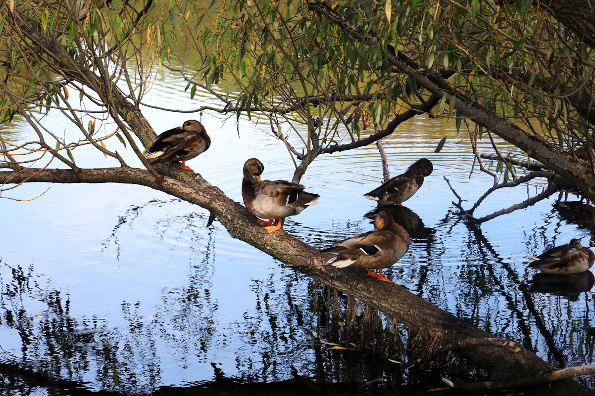Отдых на дереве - Roman stories -