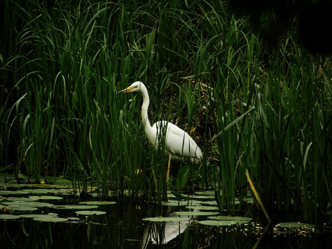 В поисках  еды - Юлия Закопайло