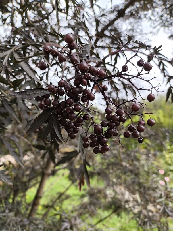 Бузина чёрная - Ирэн Бузина чёрная - Ирэн