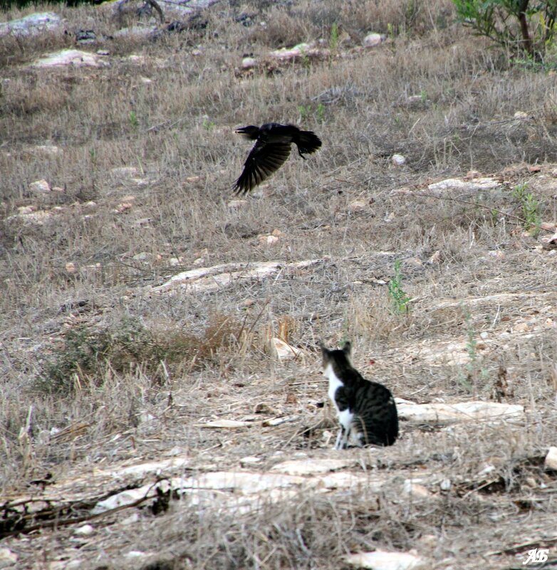 Не успел - Аркадий Басович