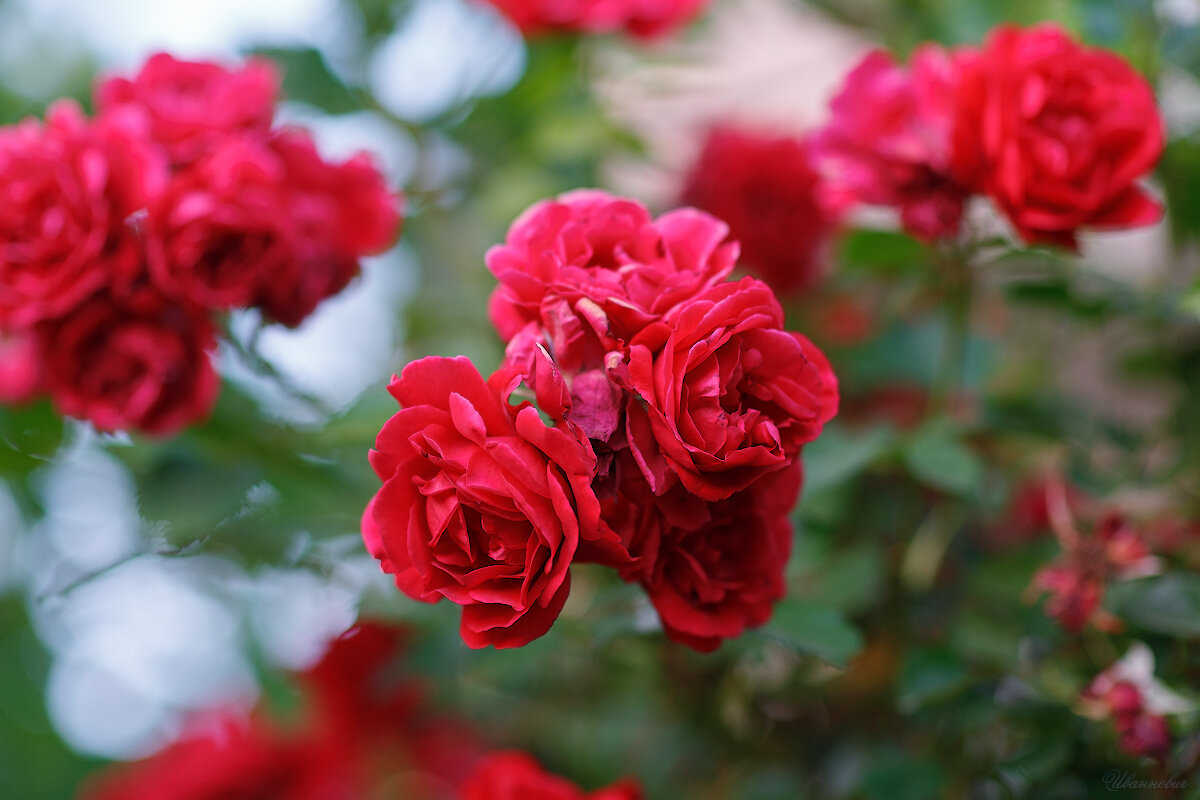 *** - Иваннович *