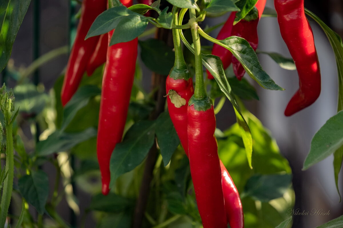 Перчик... - Николай Гирш Перчик... - Николай Гирш