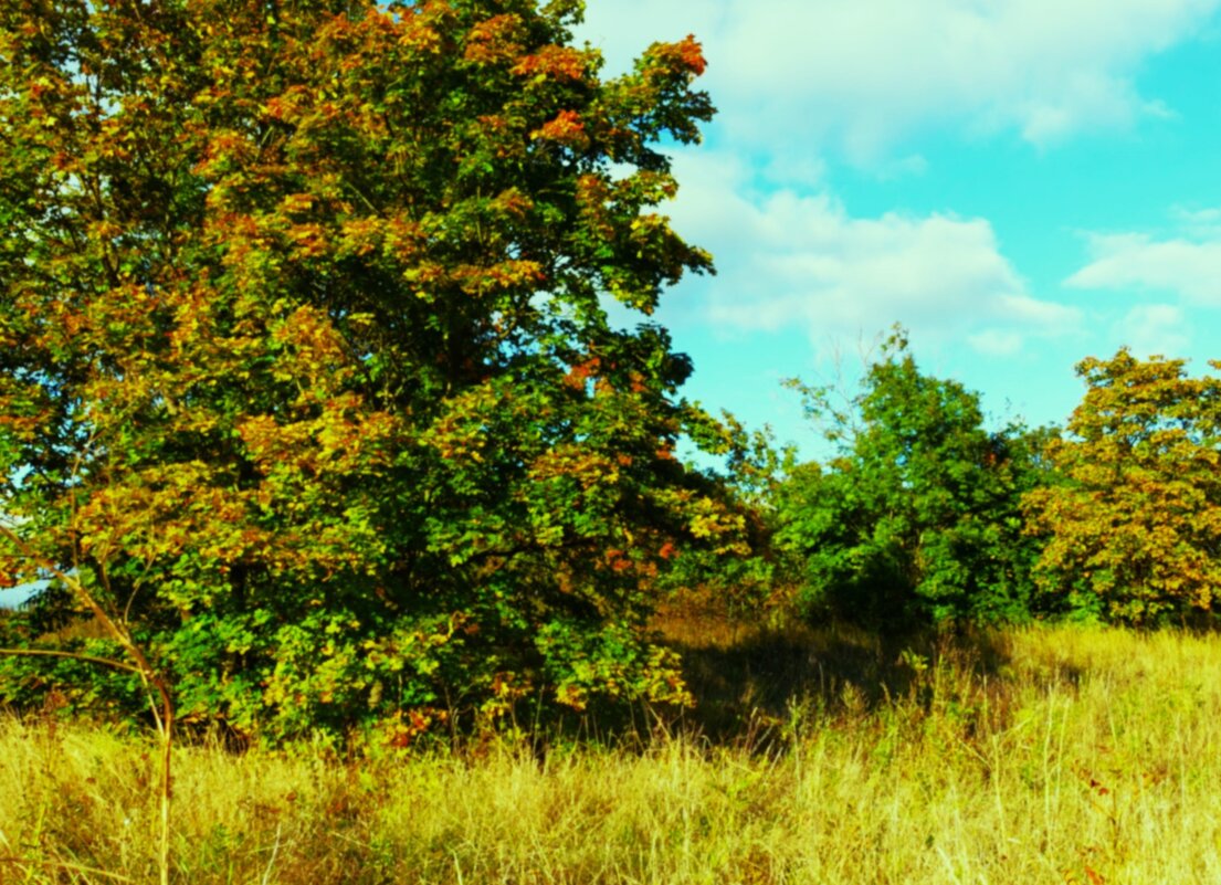 По высоким травам за шиповником.. - Aida10 