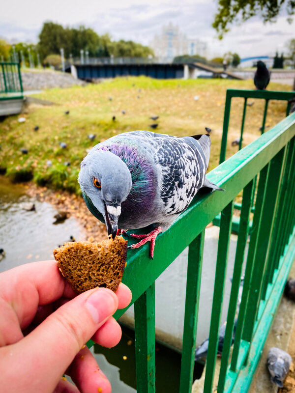 Перекус - Игорь Чичиль