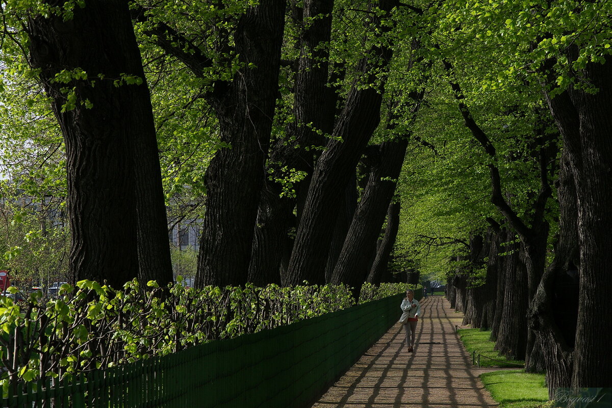 Летний сад - Василий Богданов