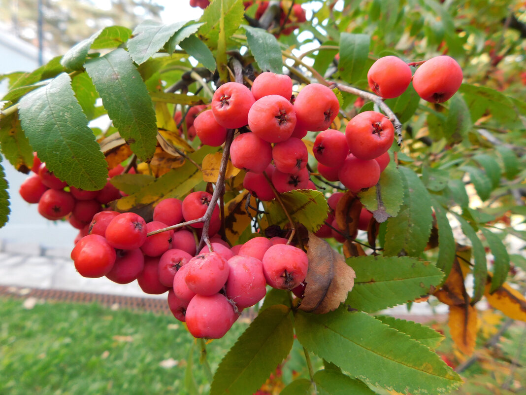 Рябина в теплом октябре - Наиля 