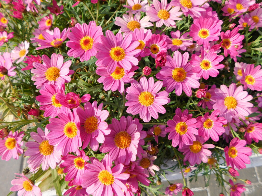 Парижская ромашка аргирантемум - Наиля 