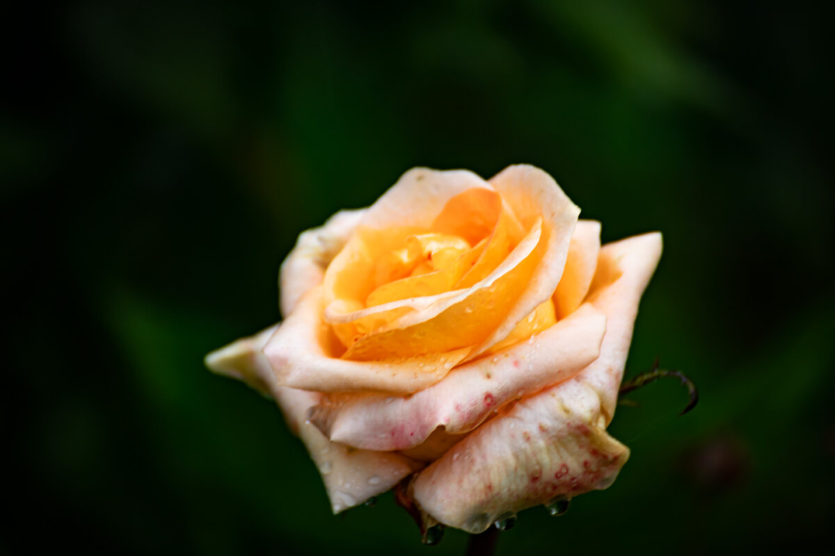 Роза - Александр 