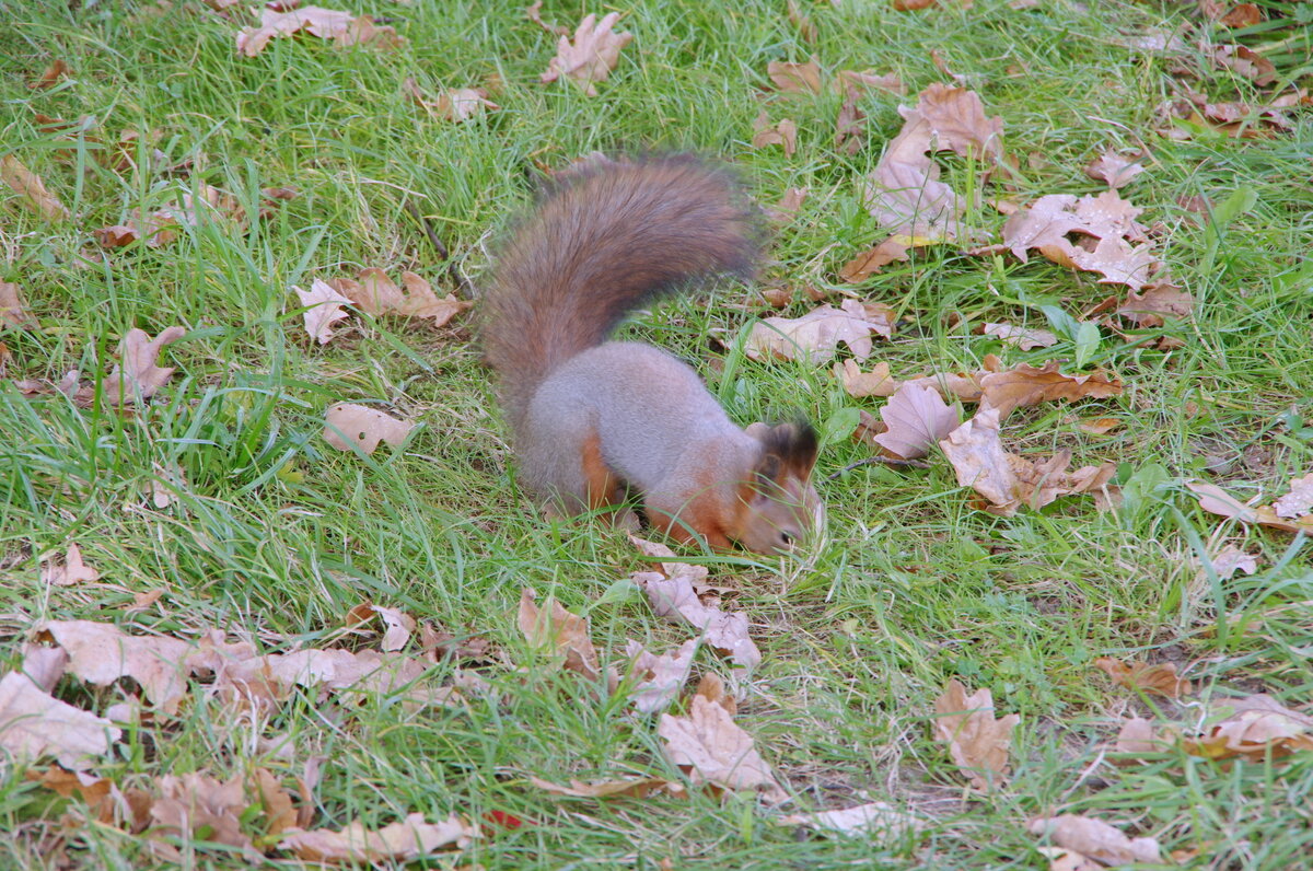 Белка в парке. - Alex 711402