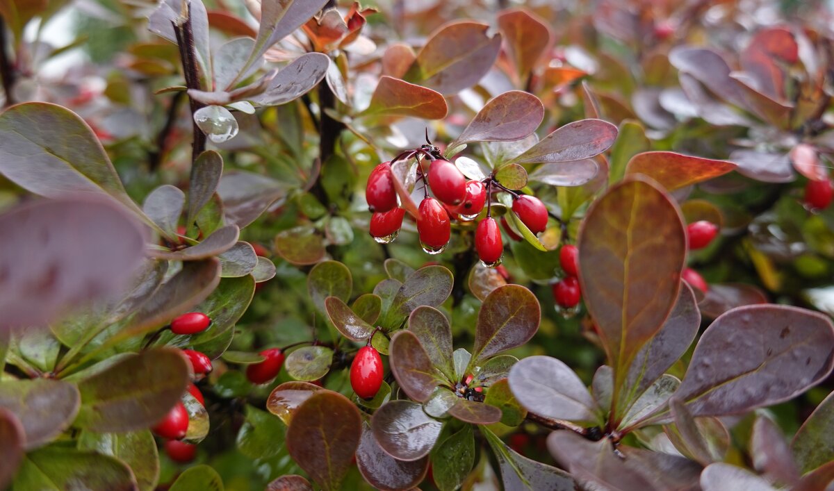 Октябрь - месяц особого очарования! ... - Галина 