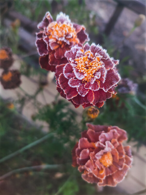 Замороженный - AZ east3